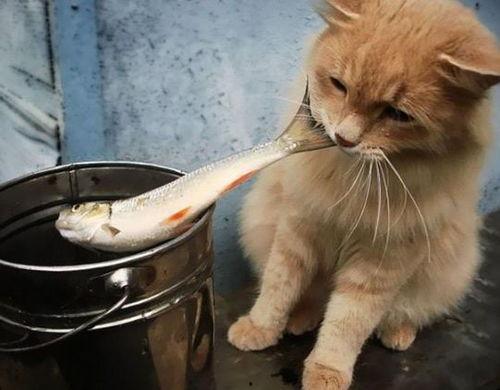 娱乐吃瓜酱找猫,猫咪界的“网红”诞生记